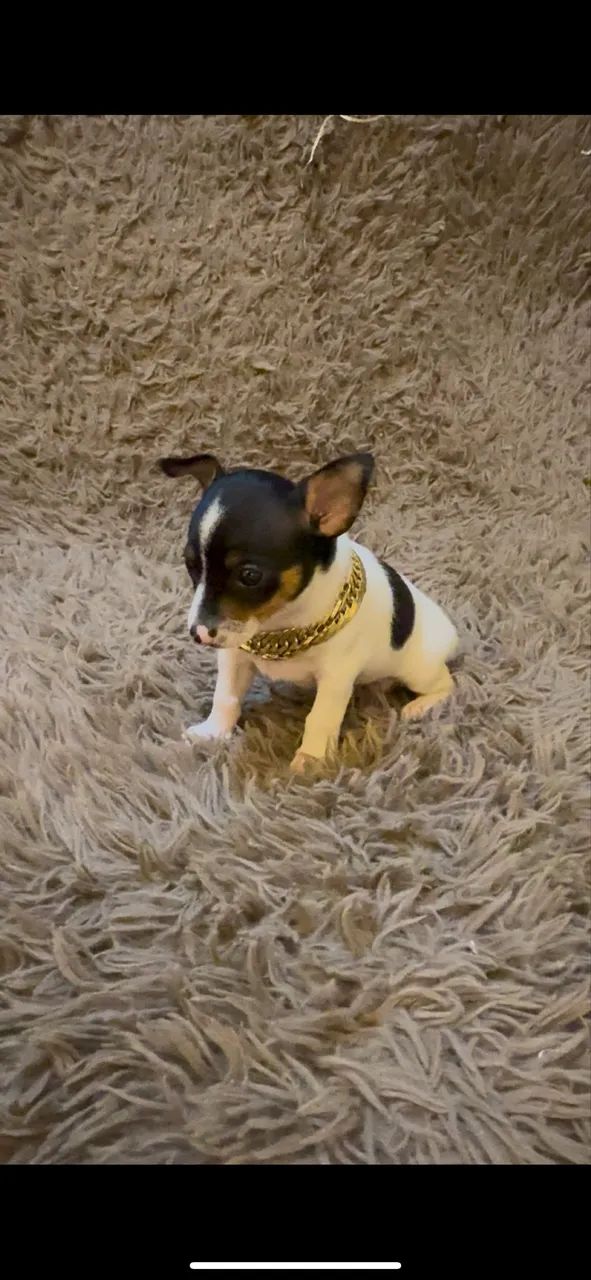 Cachorro  - Foto 2