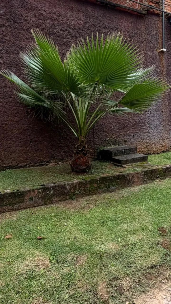 Palmeira Washingtônia grande - Foto 2