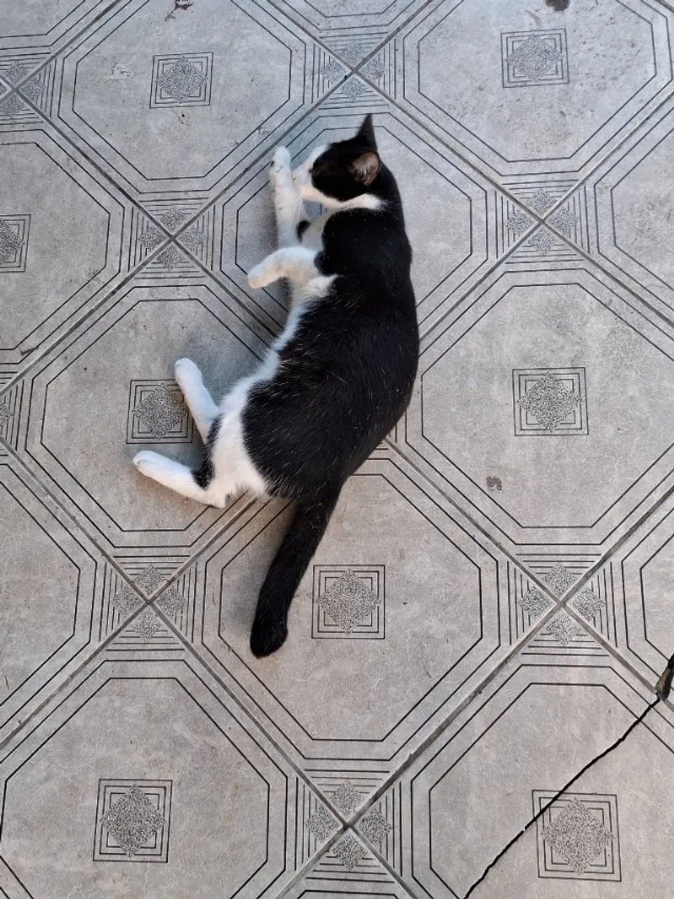 Gato para doação  - Foto 2