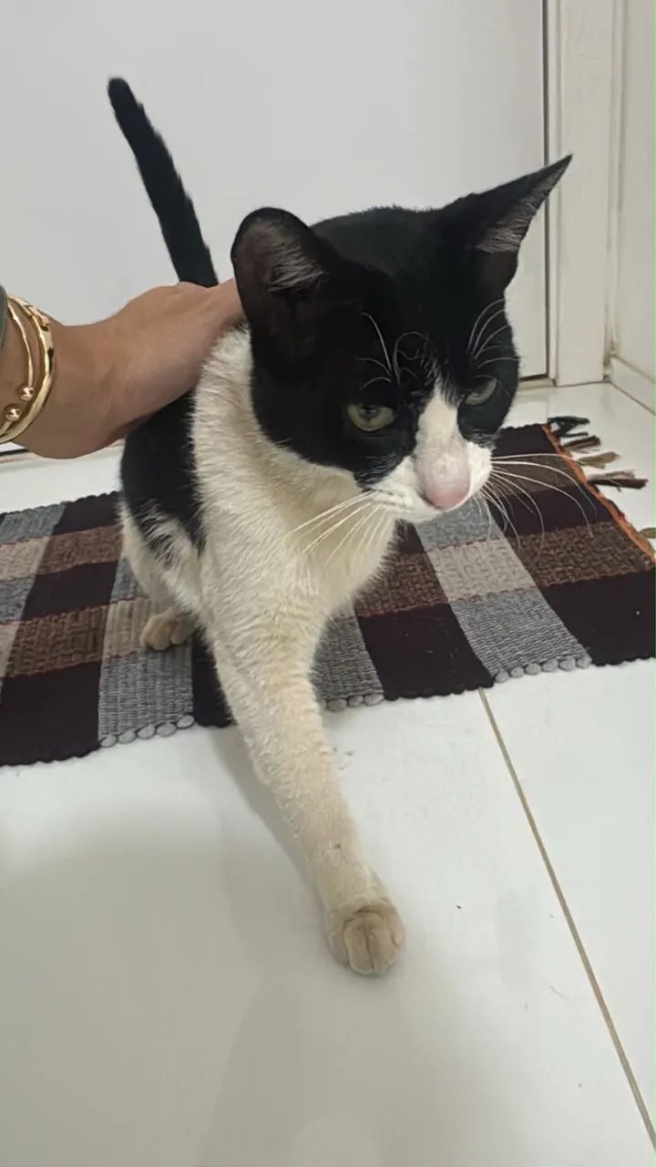 DOAÇÃO GATO  - Foto 5
