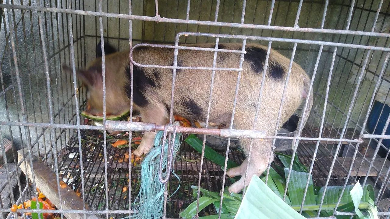 leitões 