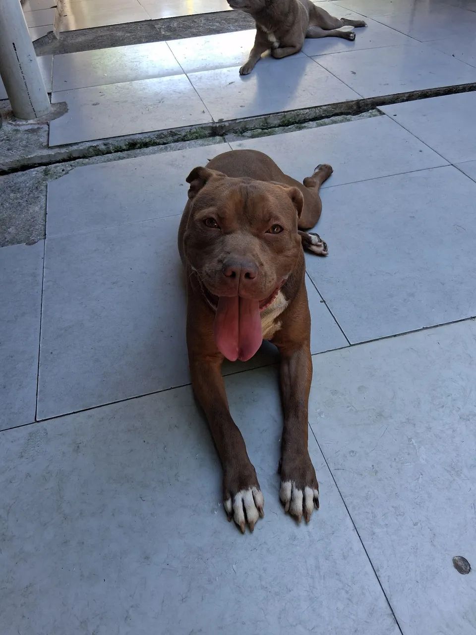 Doando Pitbull