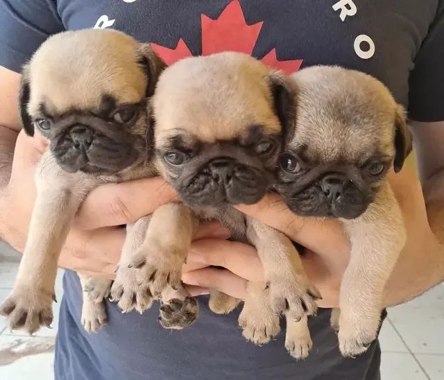 CACHORRO - Foto 2