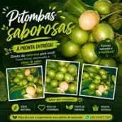 Pitombas saborosas 