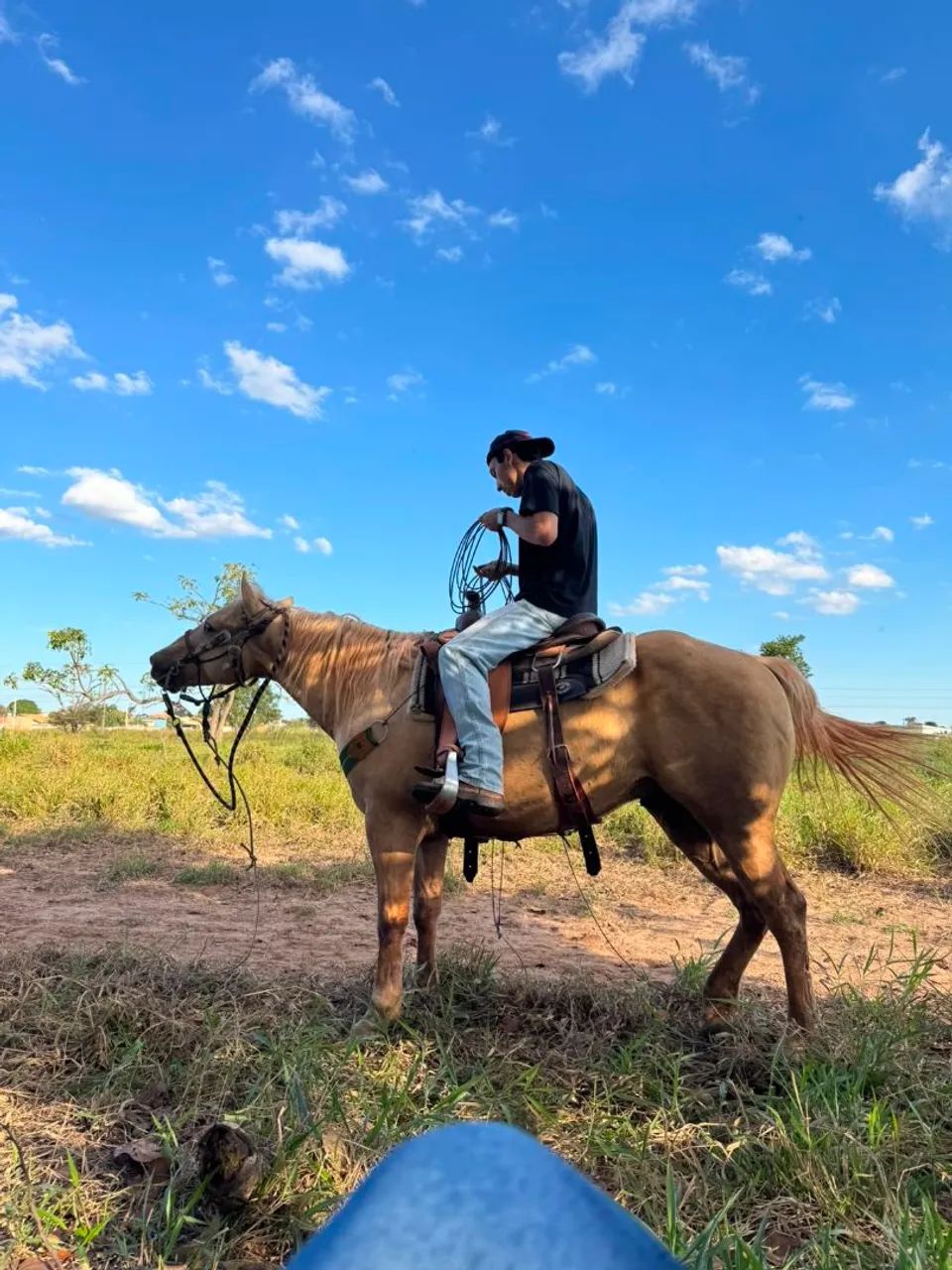 Cavalo QM Puro 