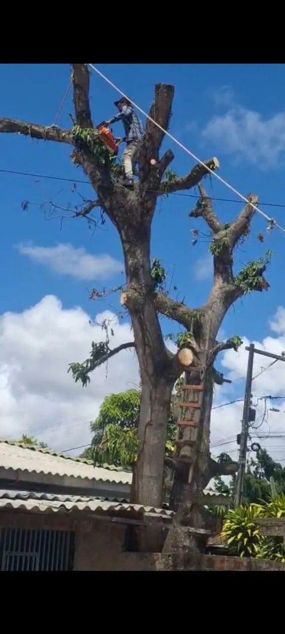 Poda de árvore em geral  - Foto 2