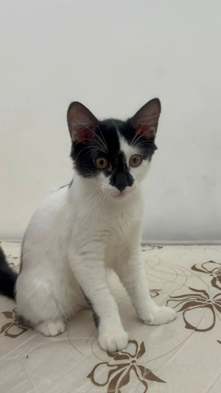 Doação gatinhas irmãs - Foto 5
