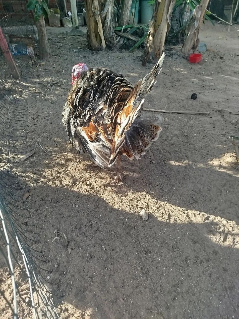 Peru - Foto 2