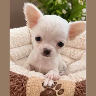 Chihuahua machinho mini