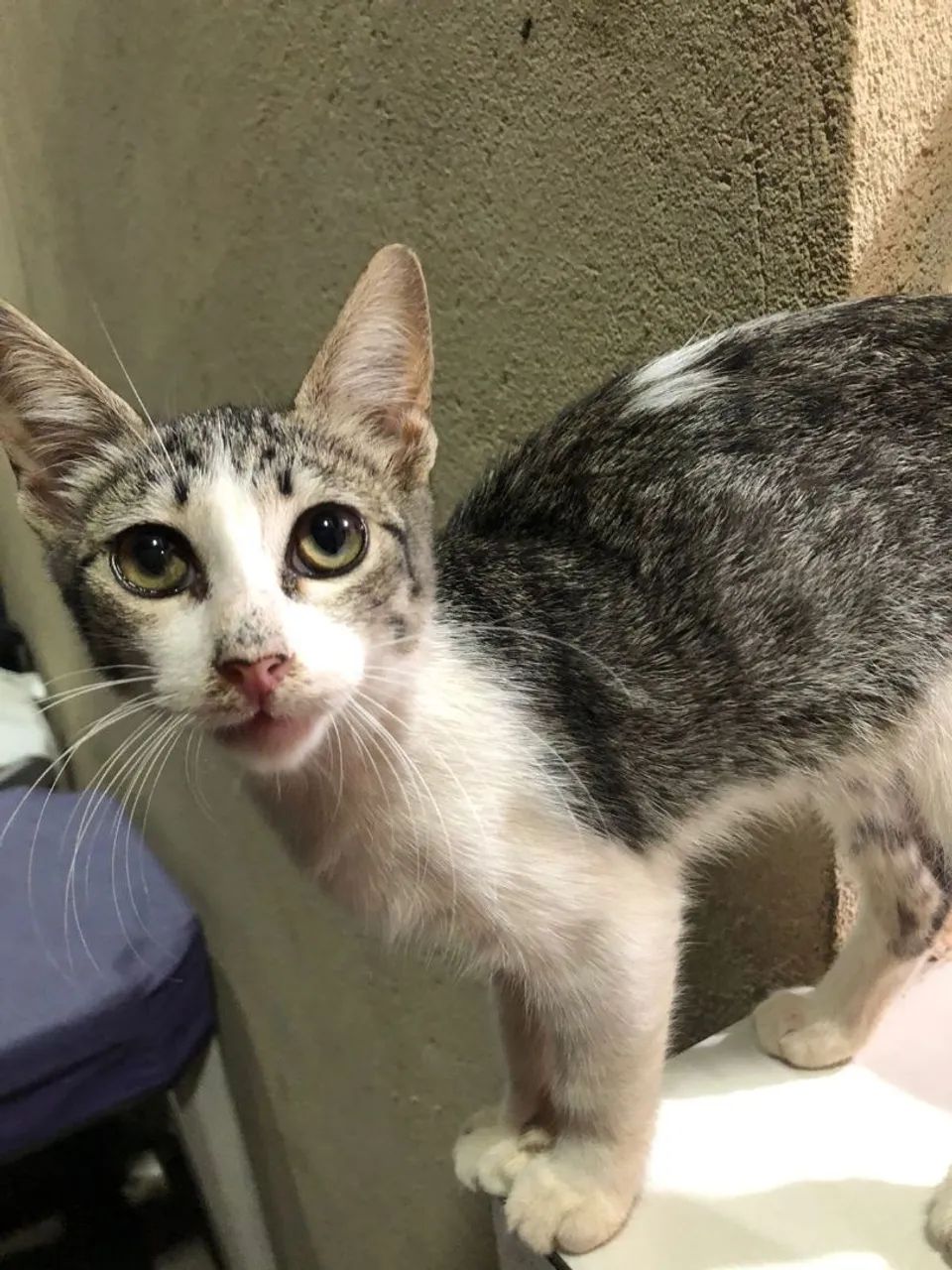 gatinho para doação 