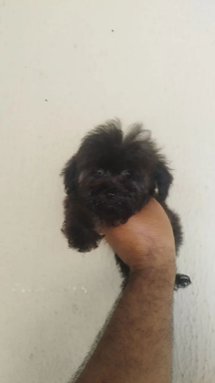 Lhasa Apso macho e fêmea  - Foto 2