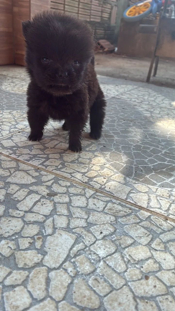 Chow Chow  - Foto 3