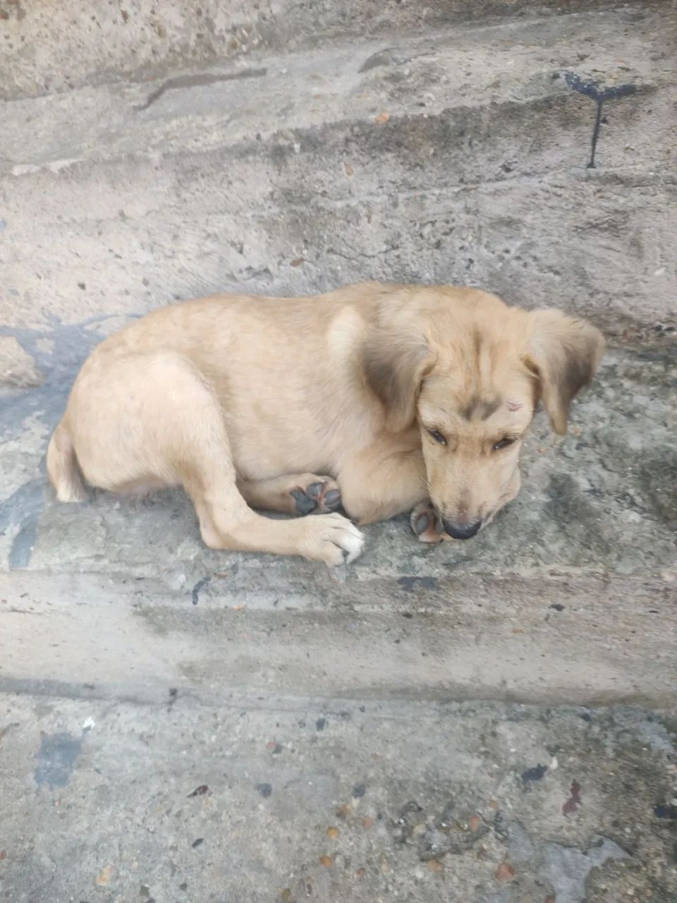 Cachorro para doação  - Foto 3