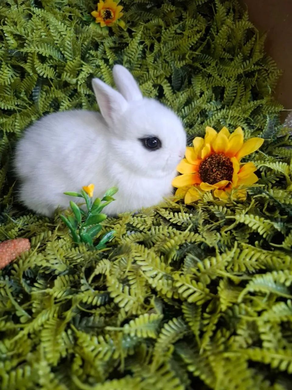 Femea de netherland dwarf  - Foto 2