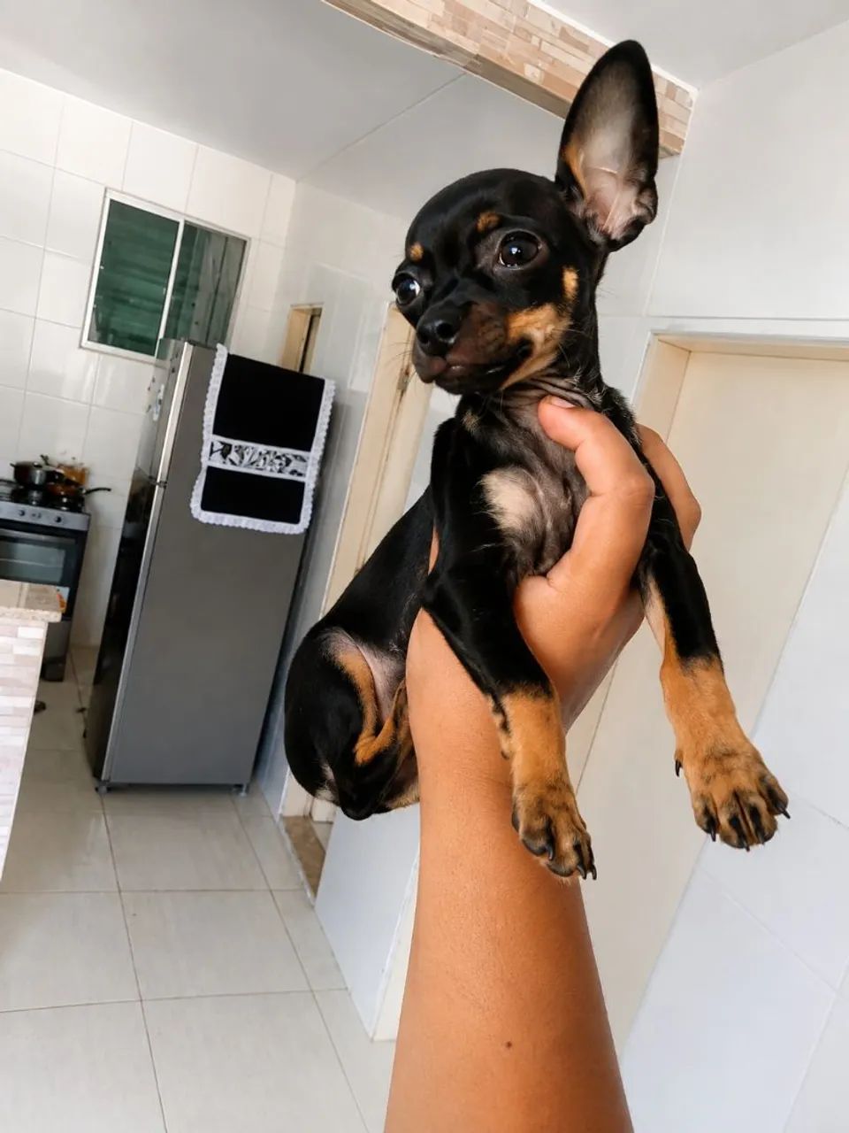 Filhote de pinscher  - Foto 2