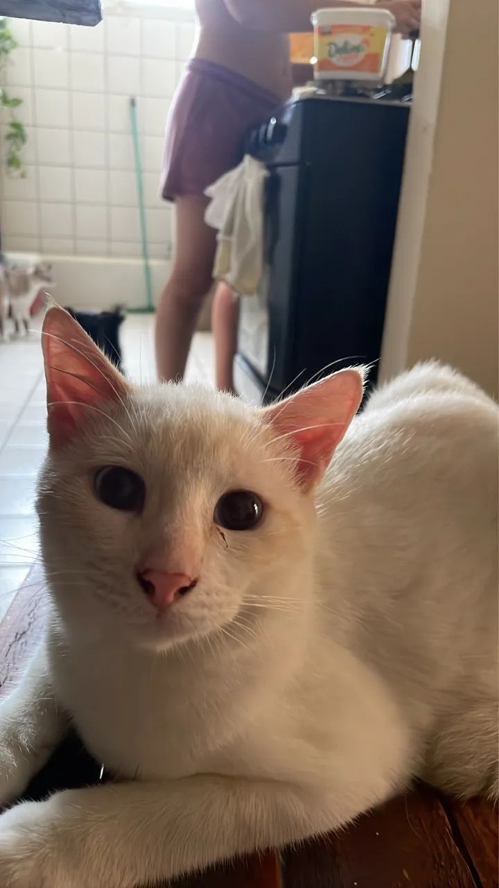 gato macho para adoção  - Foto 2