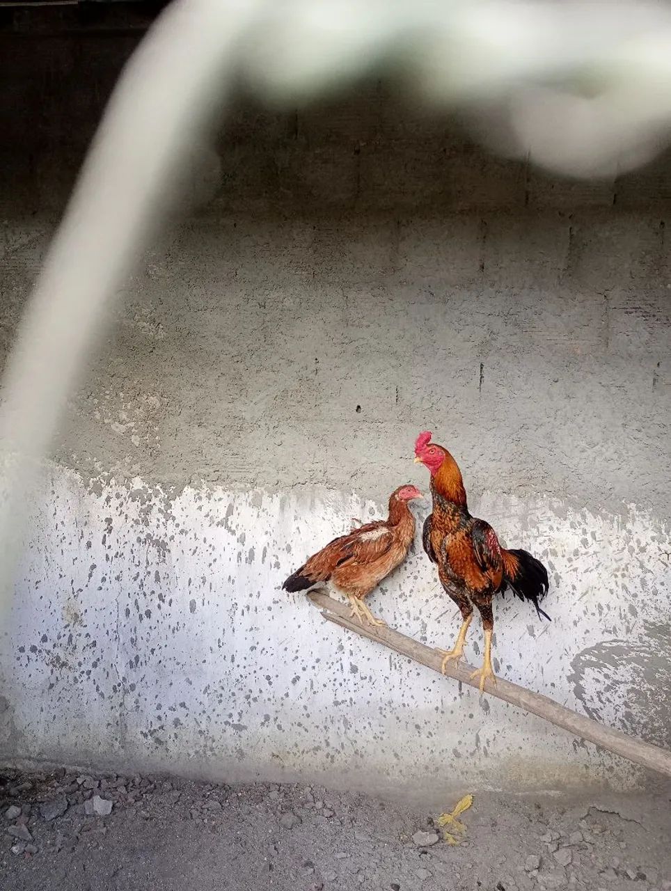 Galo e galinha de raça  - Foto 5