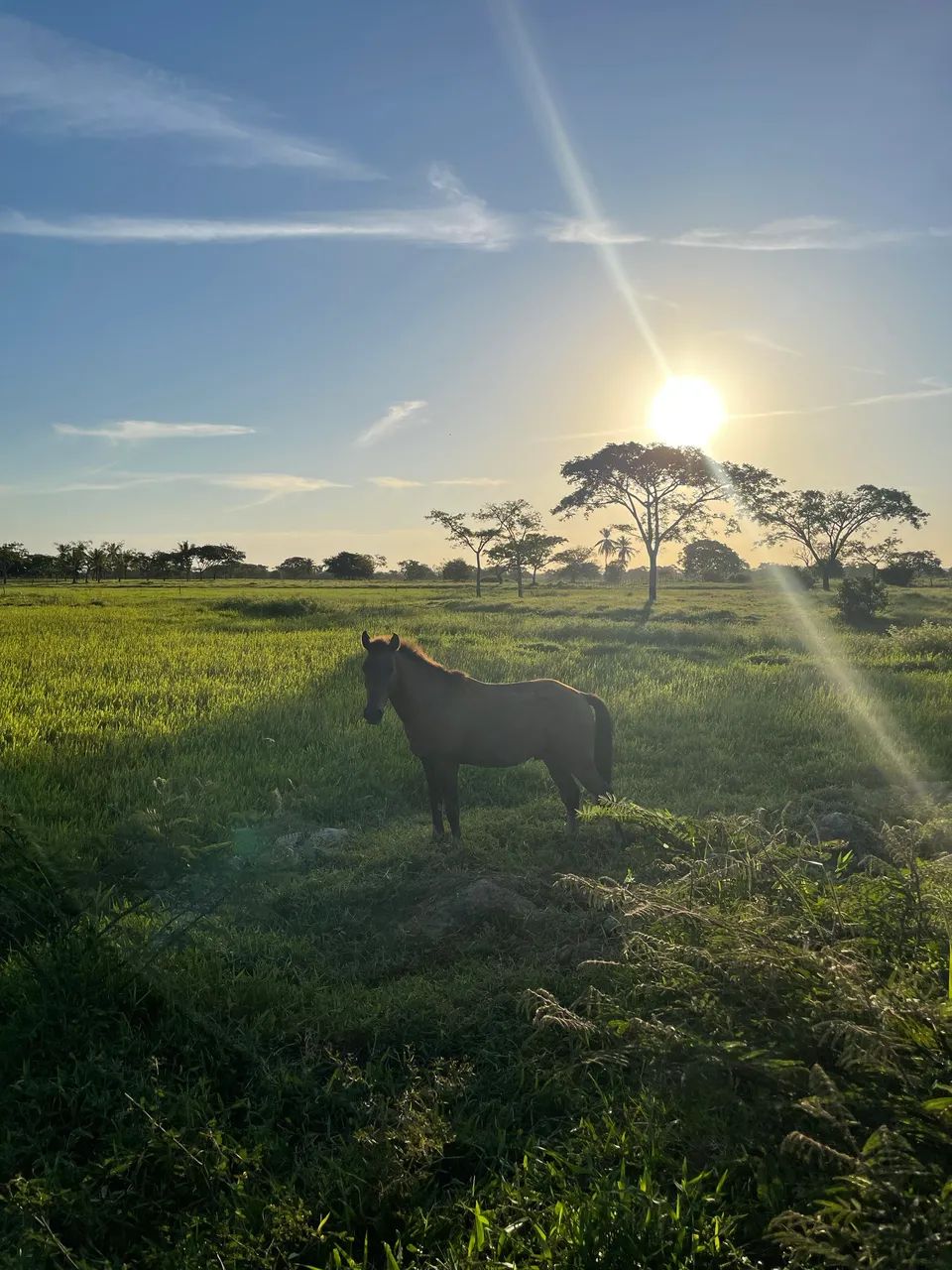 Cavalo mestiço  - Foto 2
