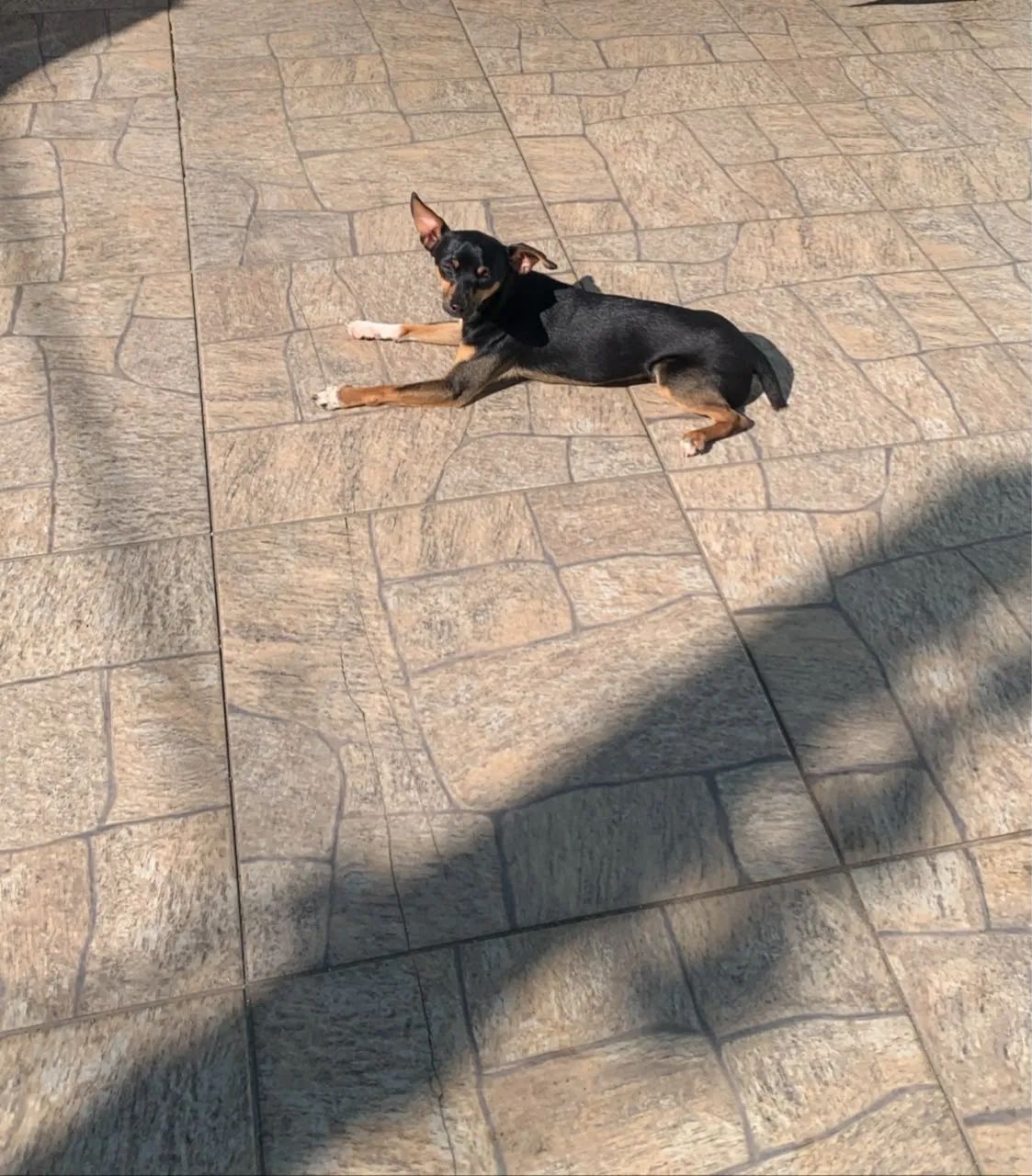 Doação de pincher  - Foto 4