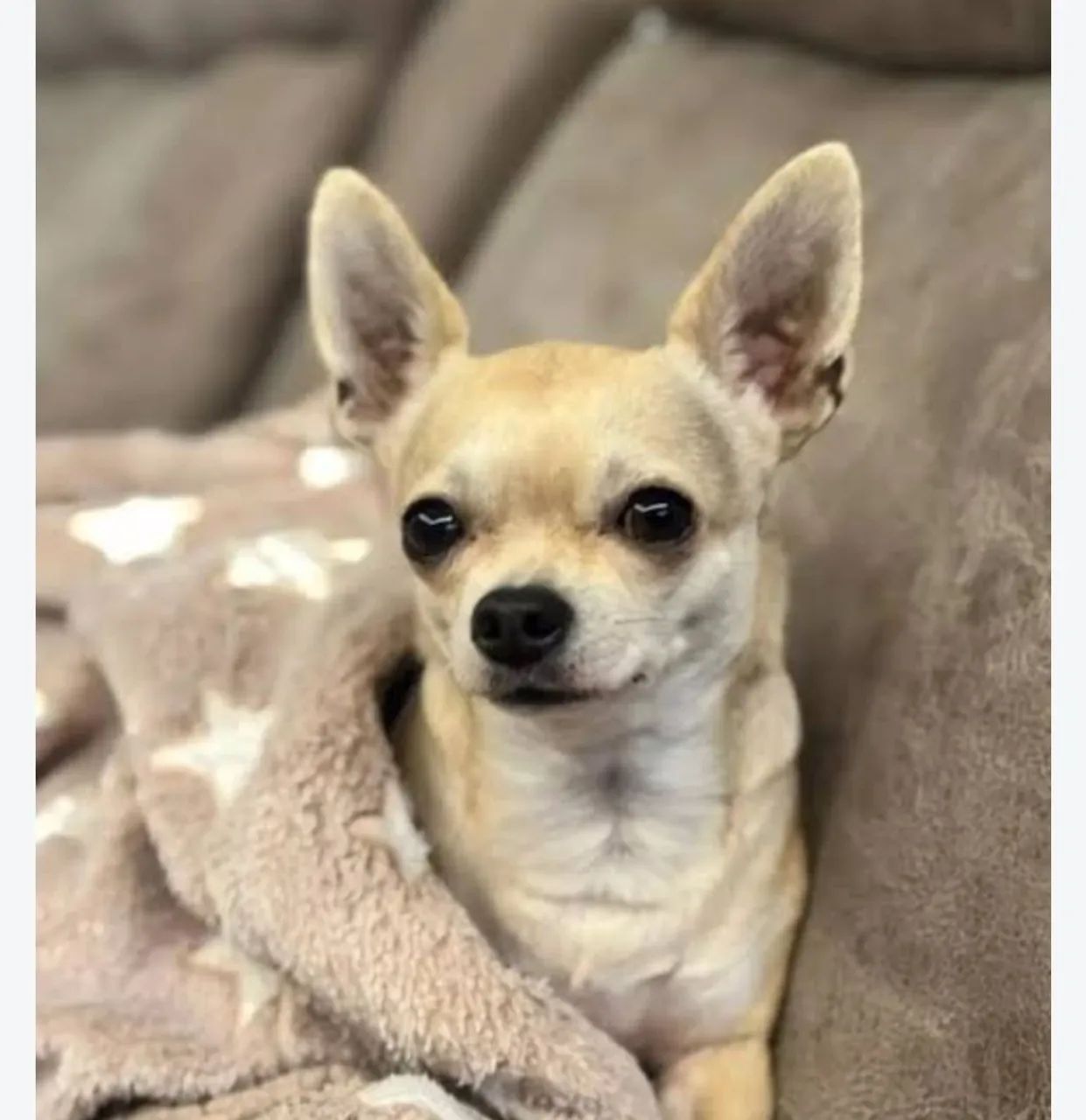 Cachorro chiuaua