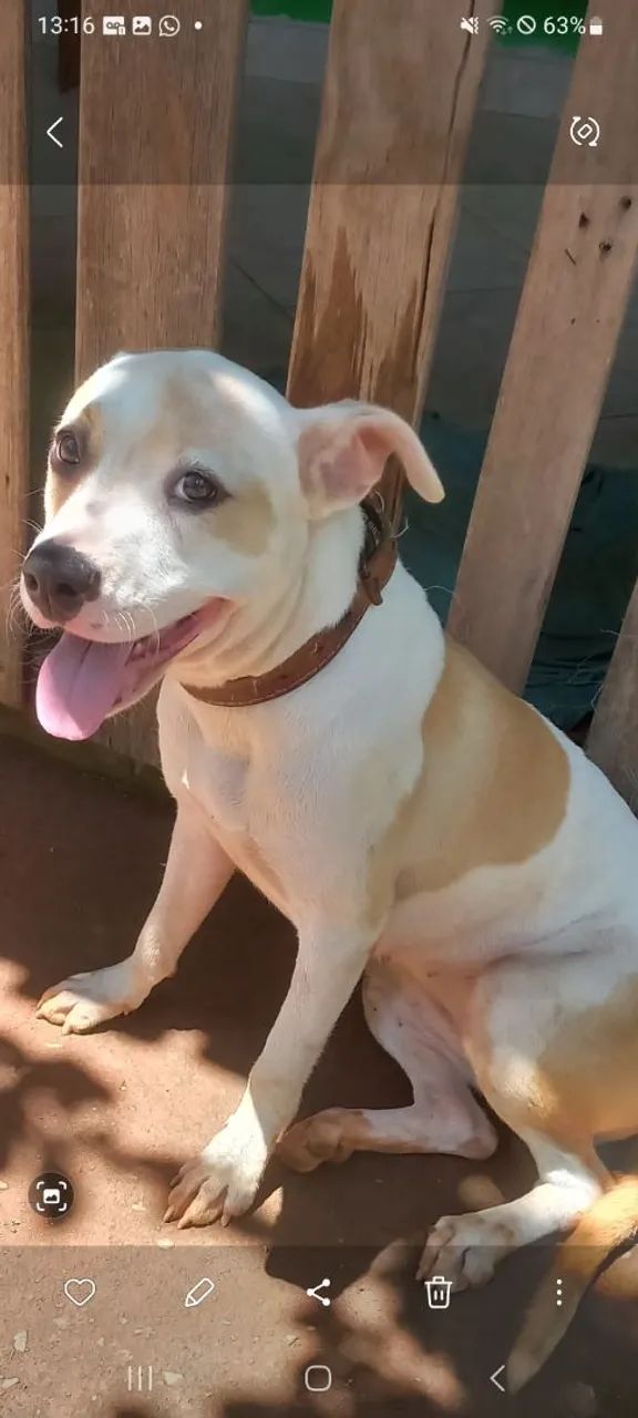 Pitbul  fêmea  p adoção 