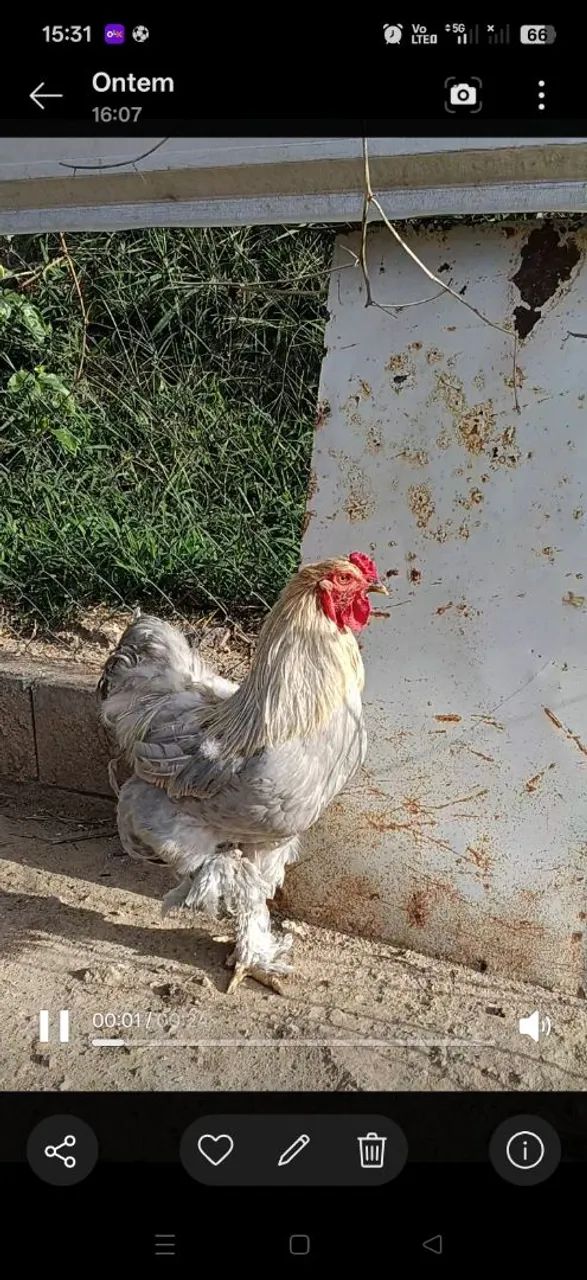 Galo Brahma  - Foto 2