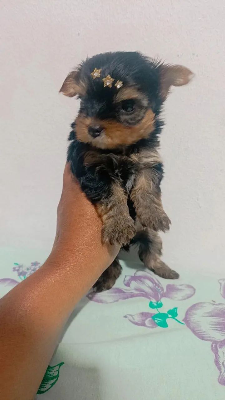 Cachorro York  - Foto 4