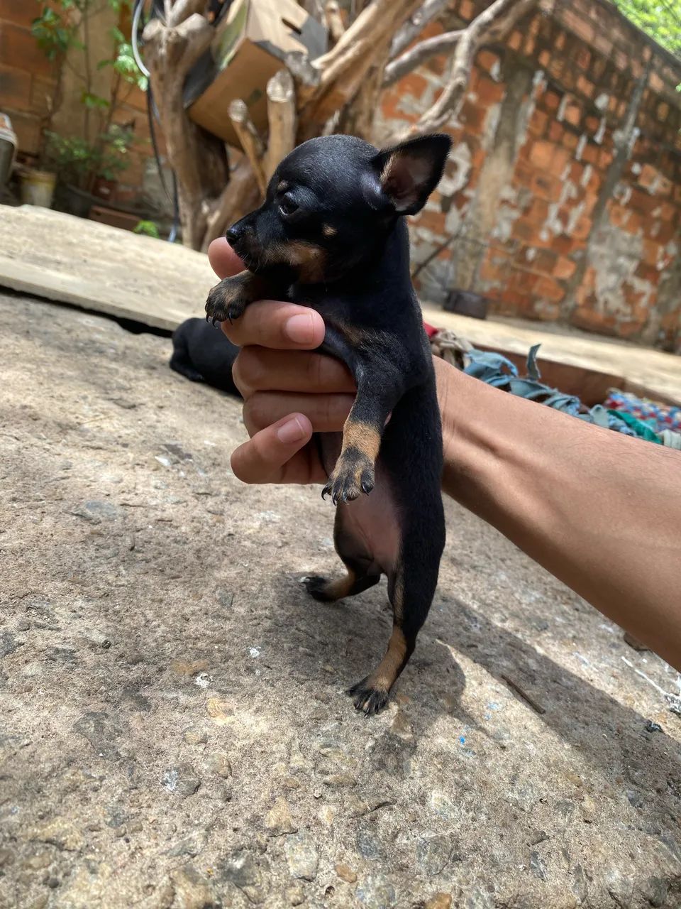 Filhotes Pinscher  - Foto 4