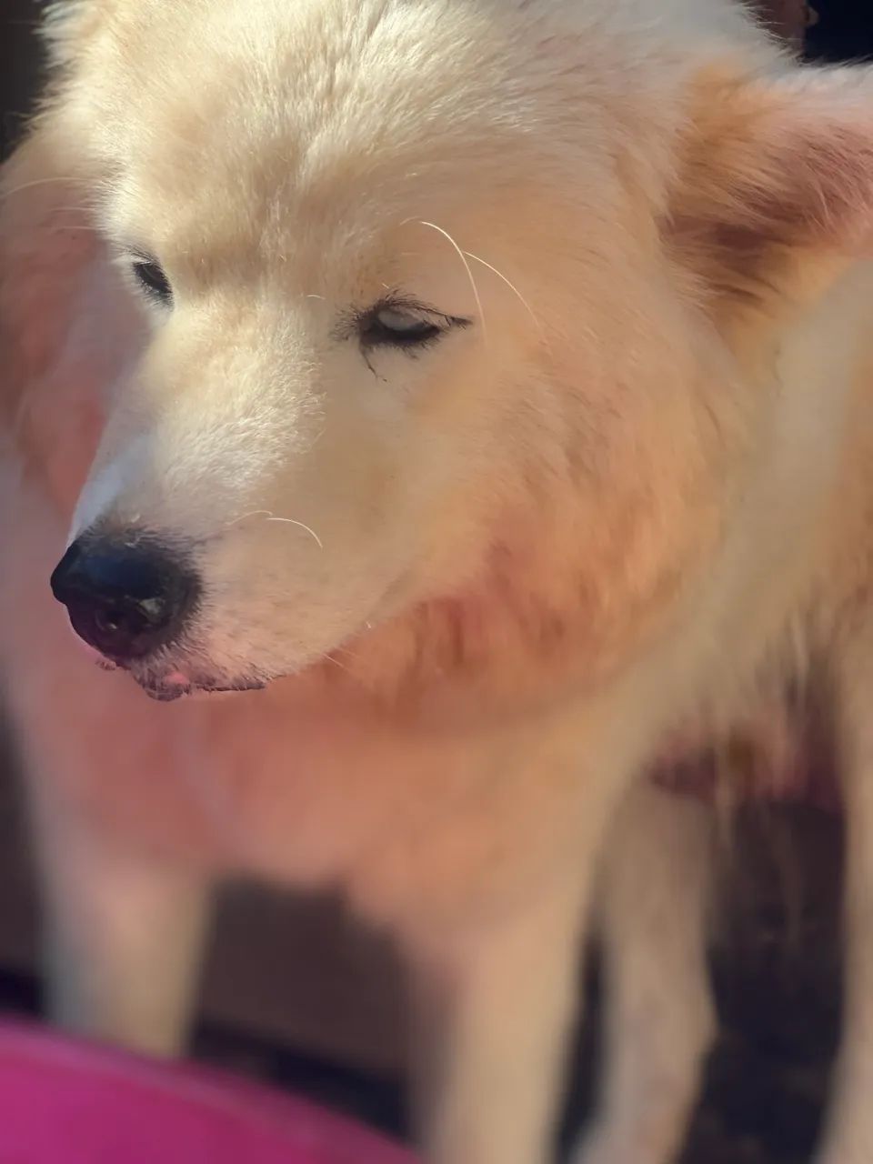 Husky siberiano wooly  - Foto 3