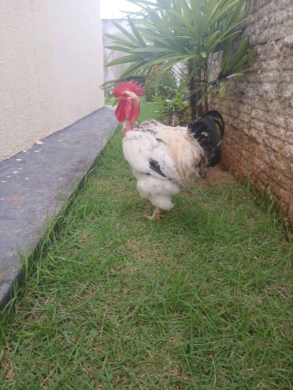 Galo - Foto 2