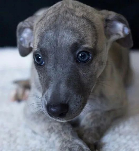 Whippet - Foto 2