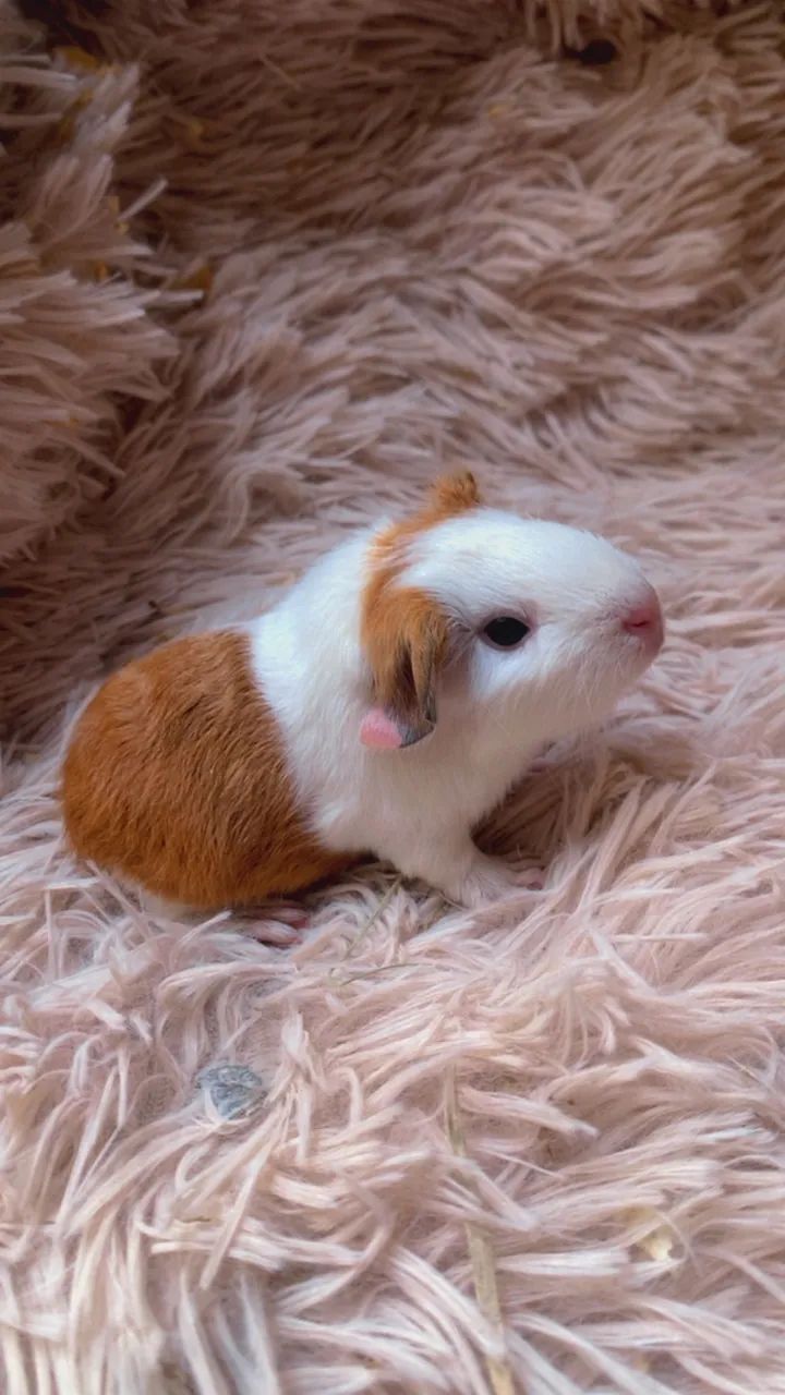 Porquinho da índia CUY de pelagem longa fêmea  - Foto 3