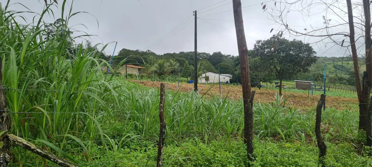 Sitio com. 20 hectares - Foto 3