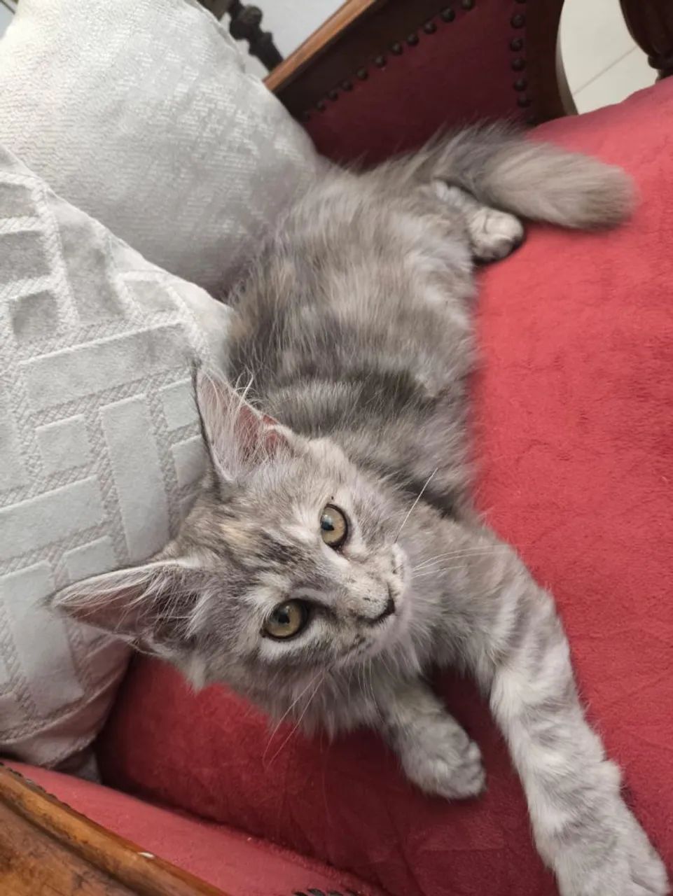 Gato Maine Coon  - Foto 4