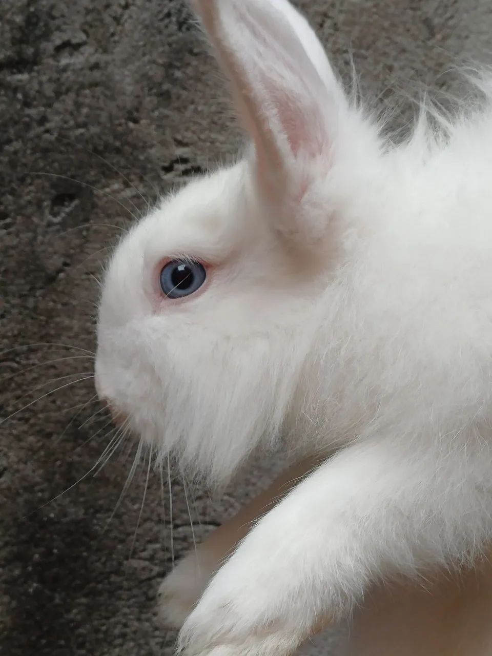 Coelho lion head macho  - Foto 4