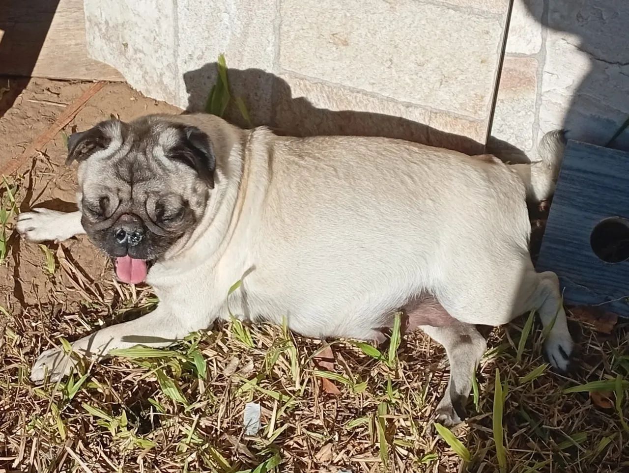 Pugs fêmea e macho - Foto 3