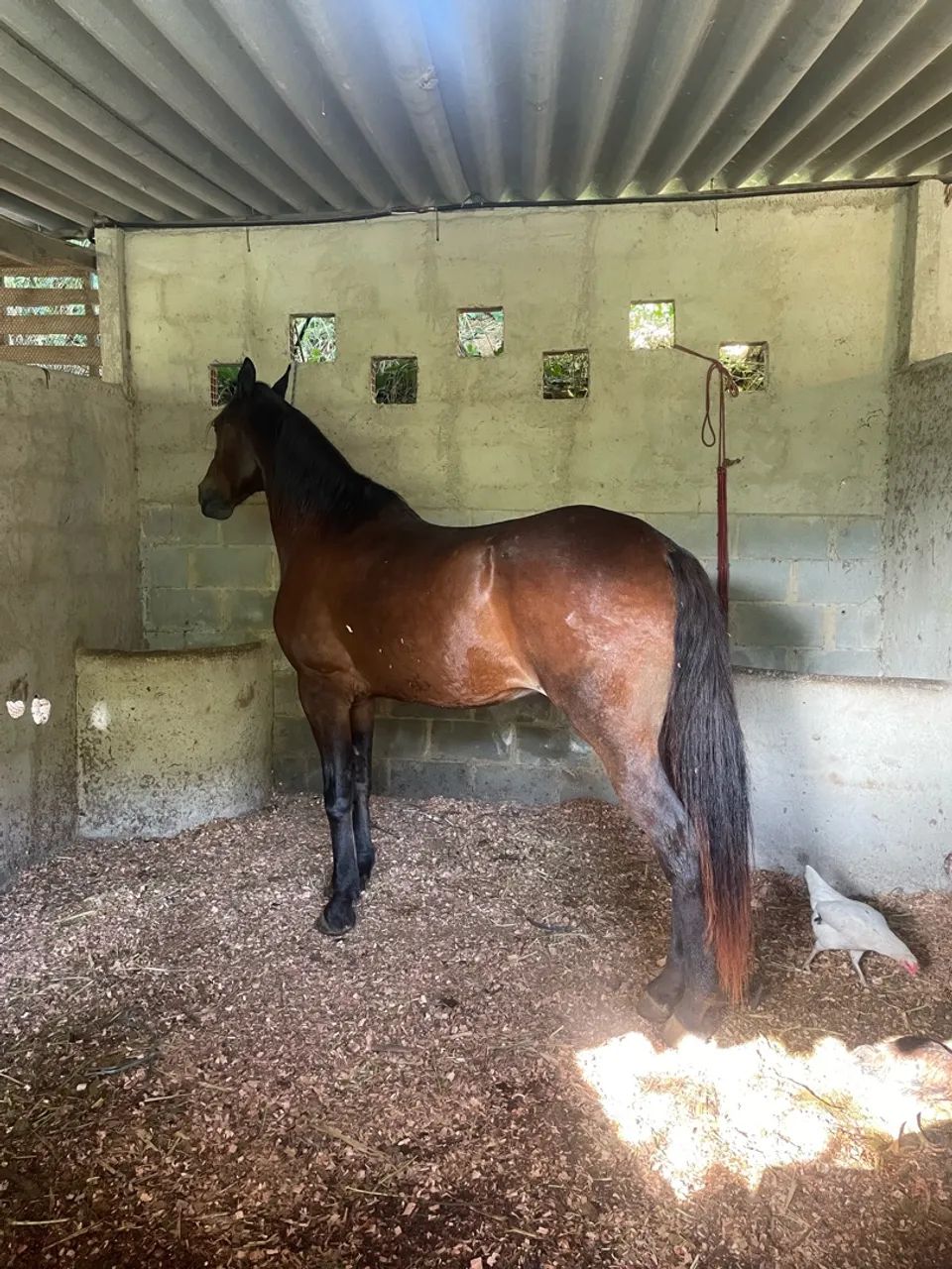 Cavalo Picada  - Foto 5