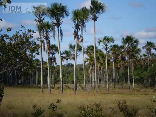 Fazena agropecuária com 1.366 ha em Formoso - MG