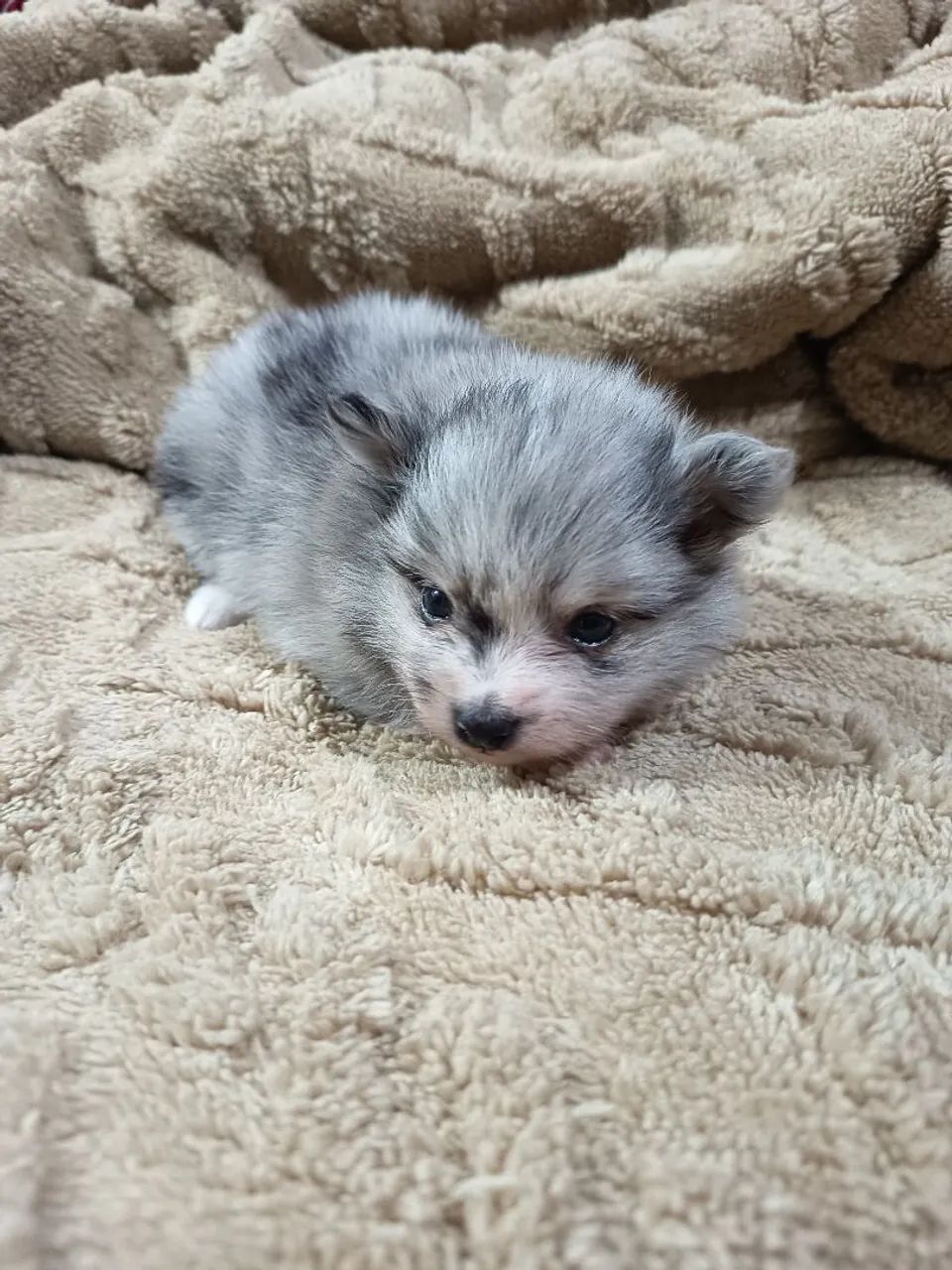 Spitz filhote macho merle - Foto 4