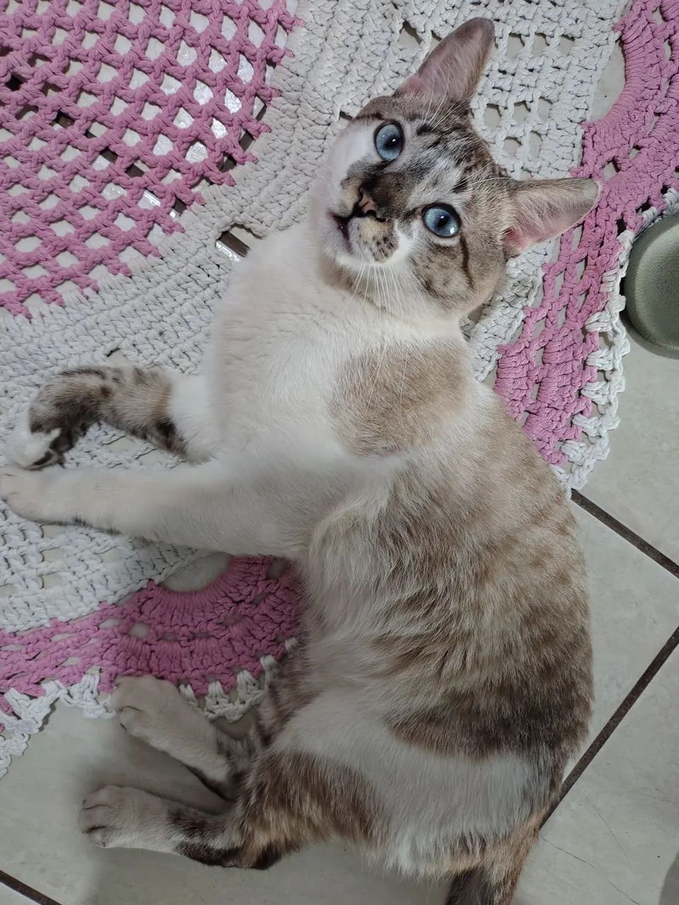Doa-se gato 