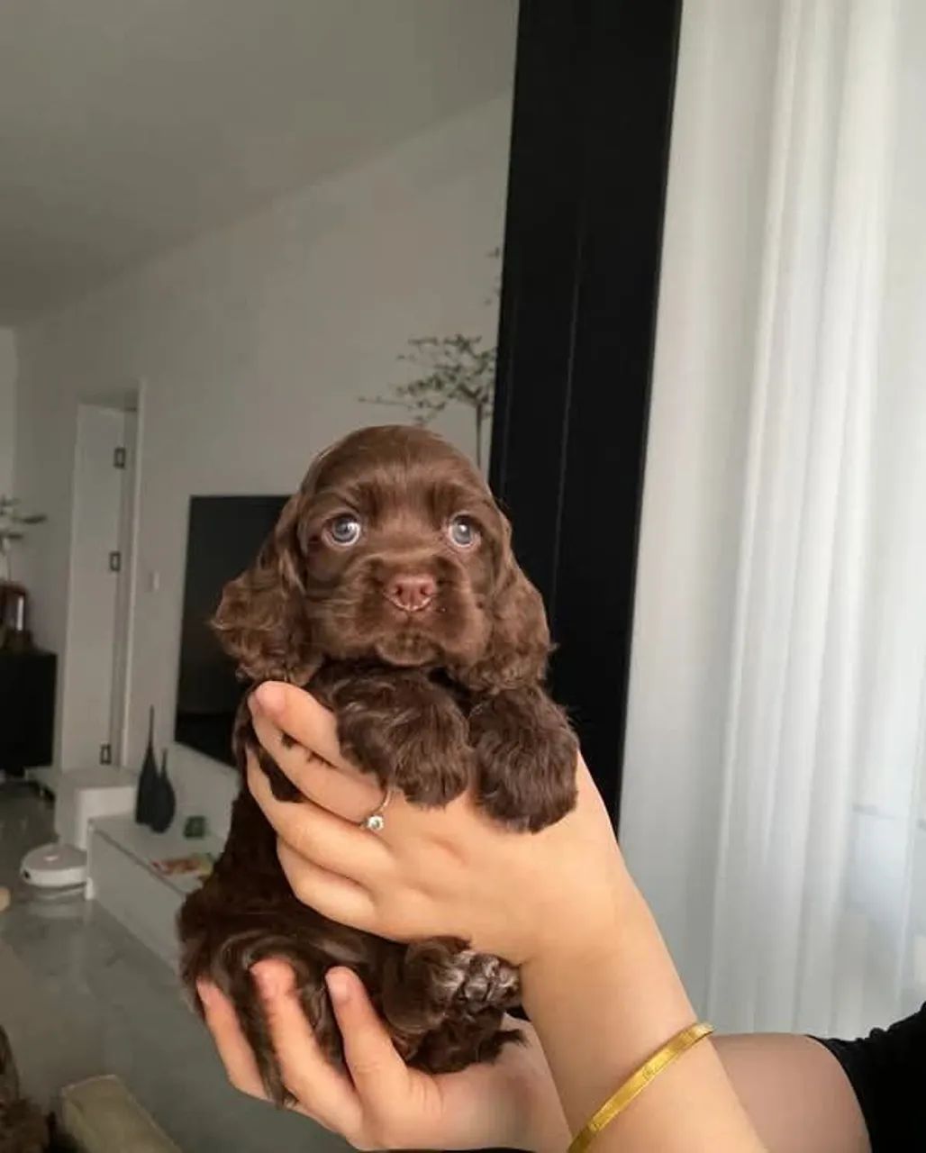 Filhotes de Cocker spaniel - Foto 2
