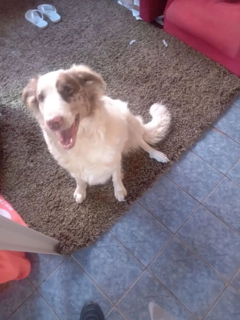 Passeios para cães  - Foto 4