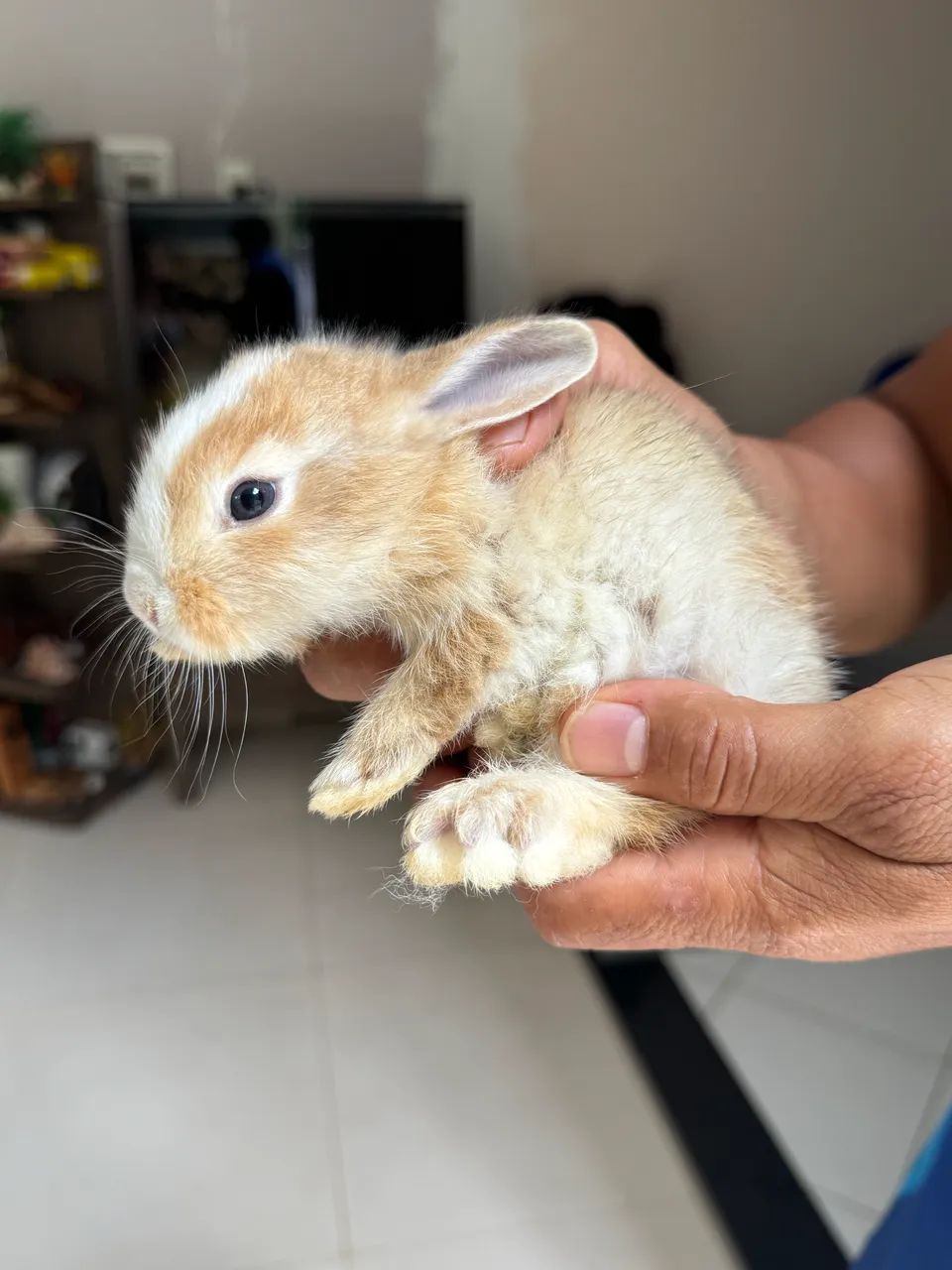 Vende-se filhotes de coelho - Foto 4