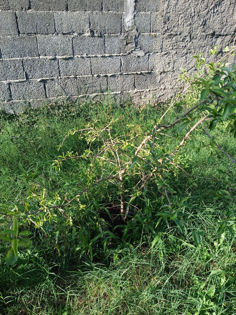 Muda de frutíferas  - Foto 4