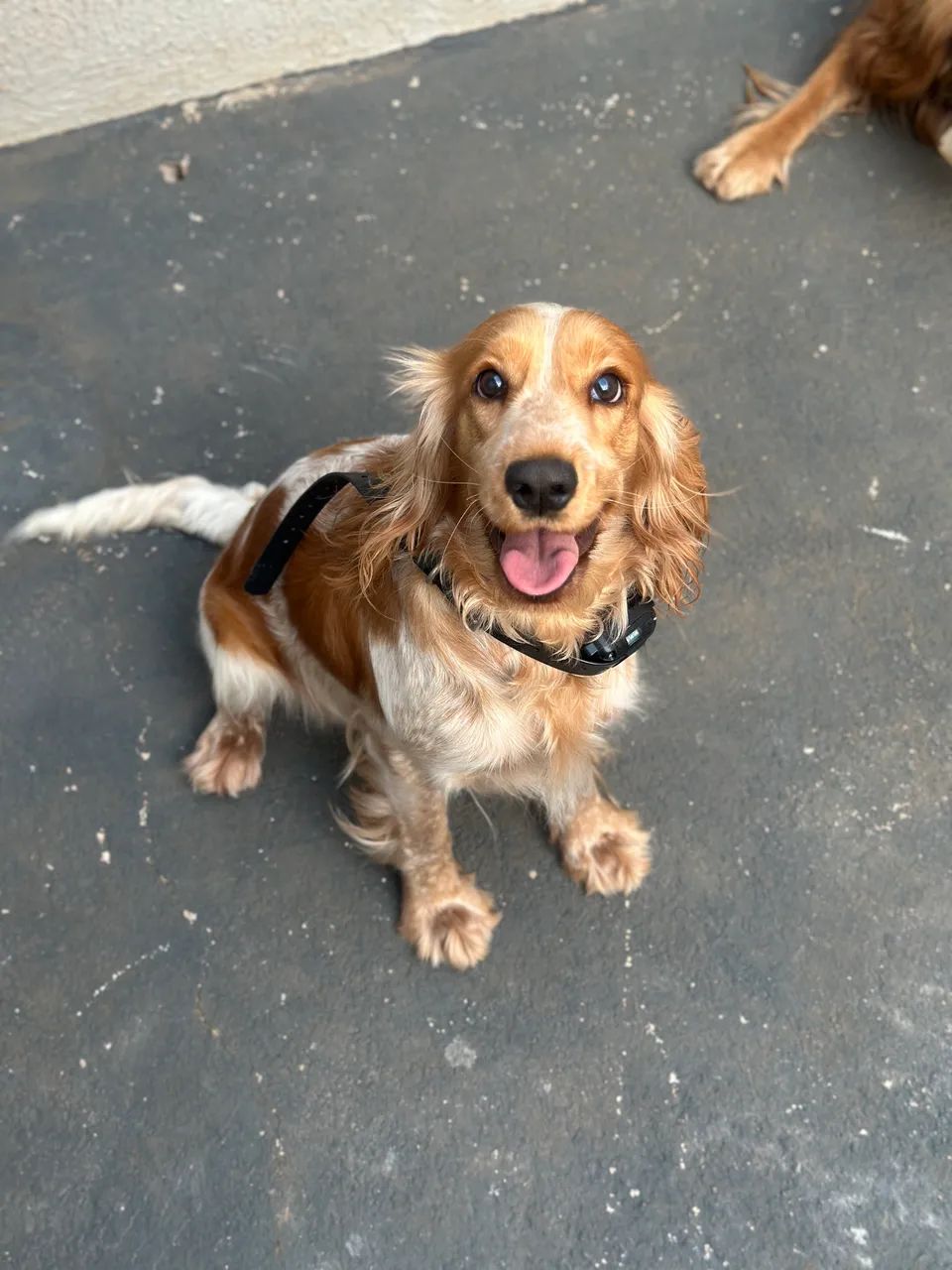 Filhote Cocker Spaniel  - Foto 5