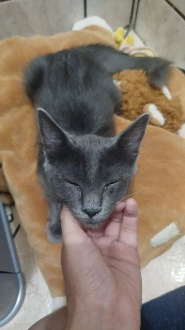 Russian Blue  - Foto 5