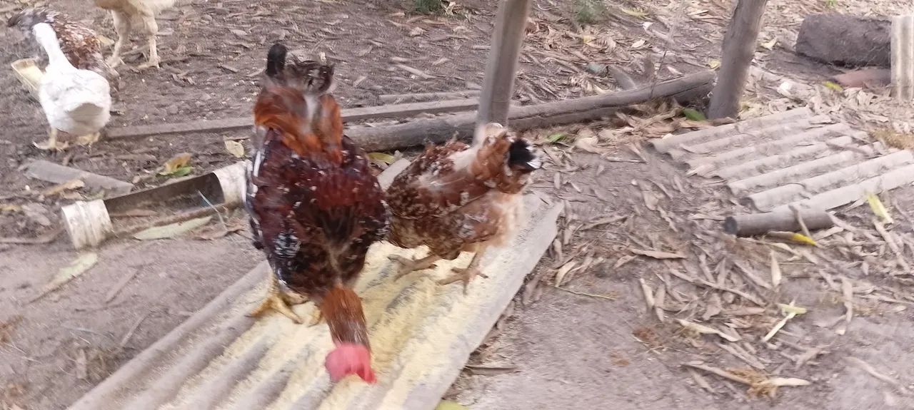 Vendo ovos GSB raça puríssima  - Foto 5