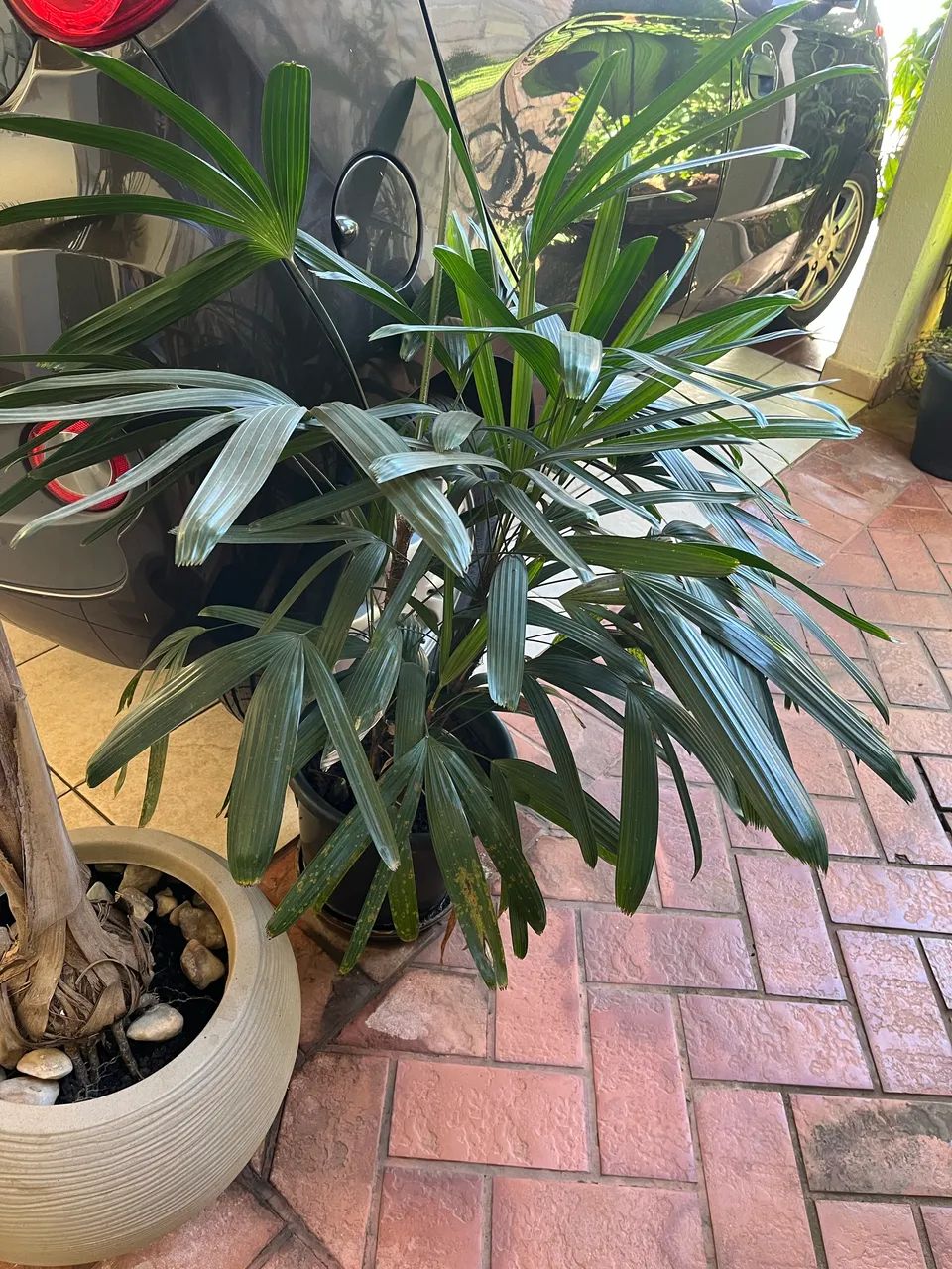 Plantas - Foto 5