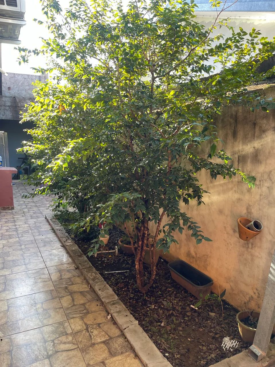 Pé de jabuticaba Sabará  - Foto 2