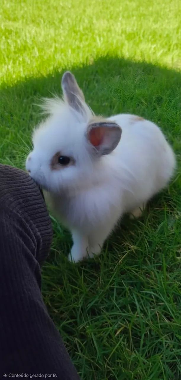 Mini Lionhead  - Foto 3